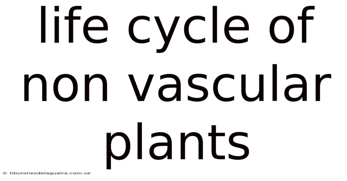 Life Cycle Of Non Vascular Plants