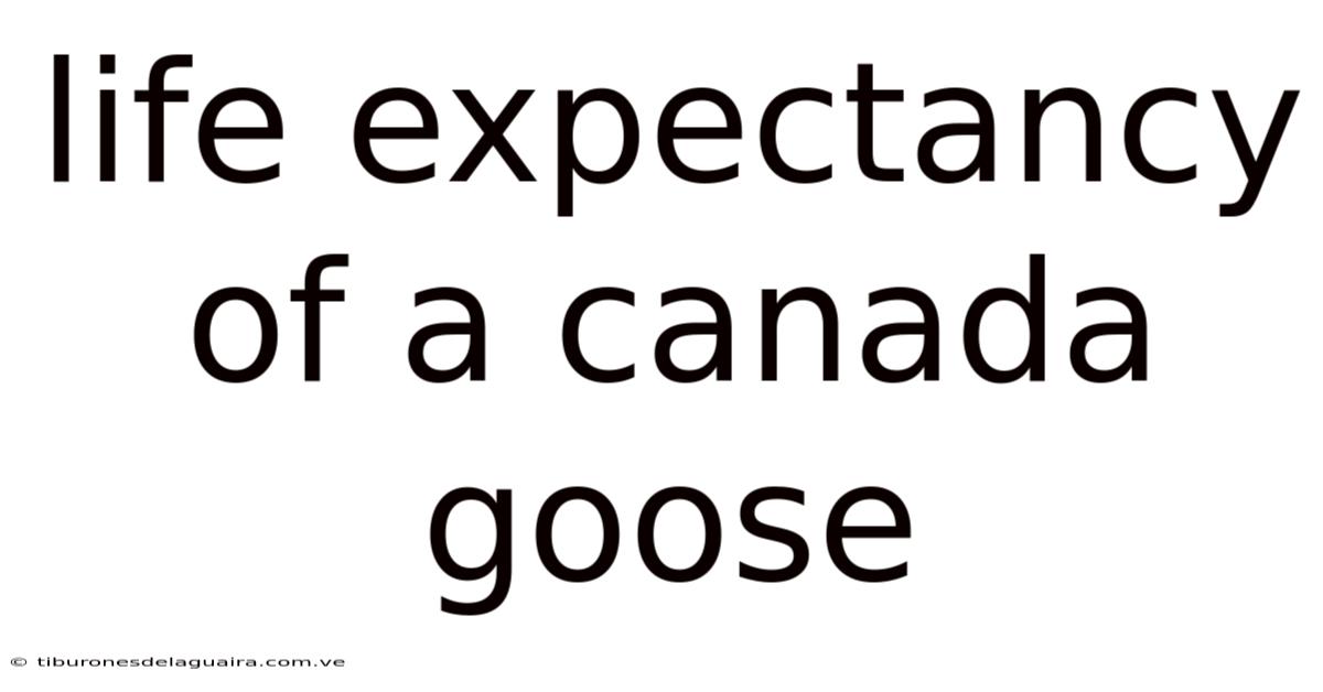Life Expectancy Of A Canada Goose