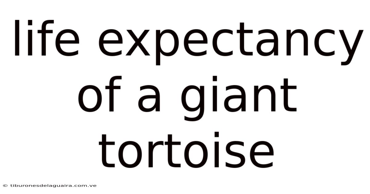 Life Expectancy Of A Giant Tortoise