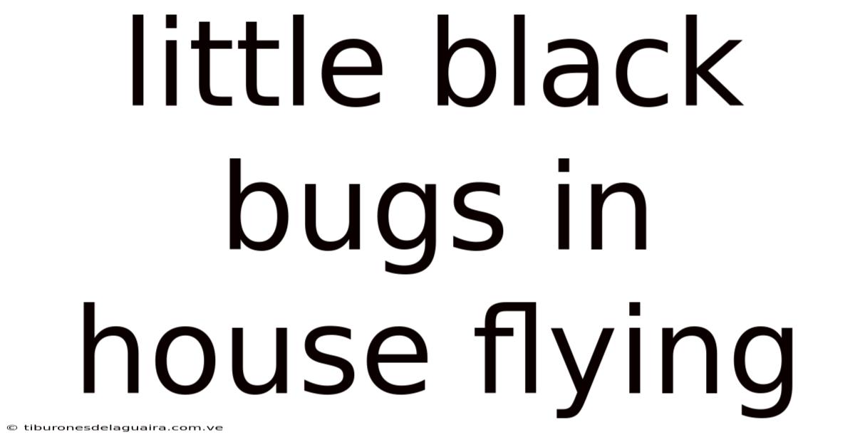 Little Black Bugs In House Flying