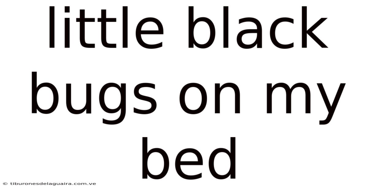 Little Black Bugs On My Bed