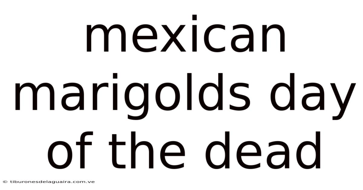 Mexican Marigolds Day Of The Dead