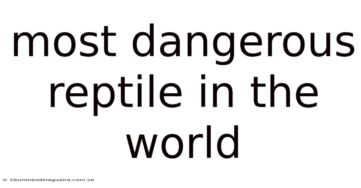 Most Dangerous Reptile In The World