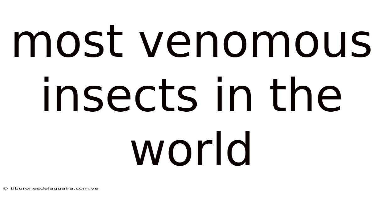 Most Venomous Insects In The World