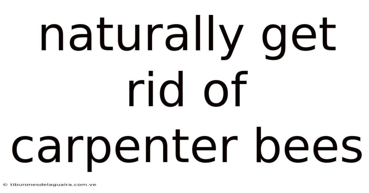 Naturally Get Rid Of Carpenter Bees