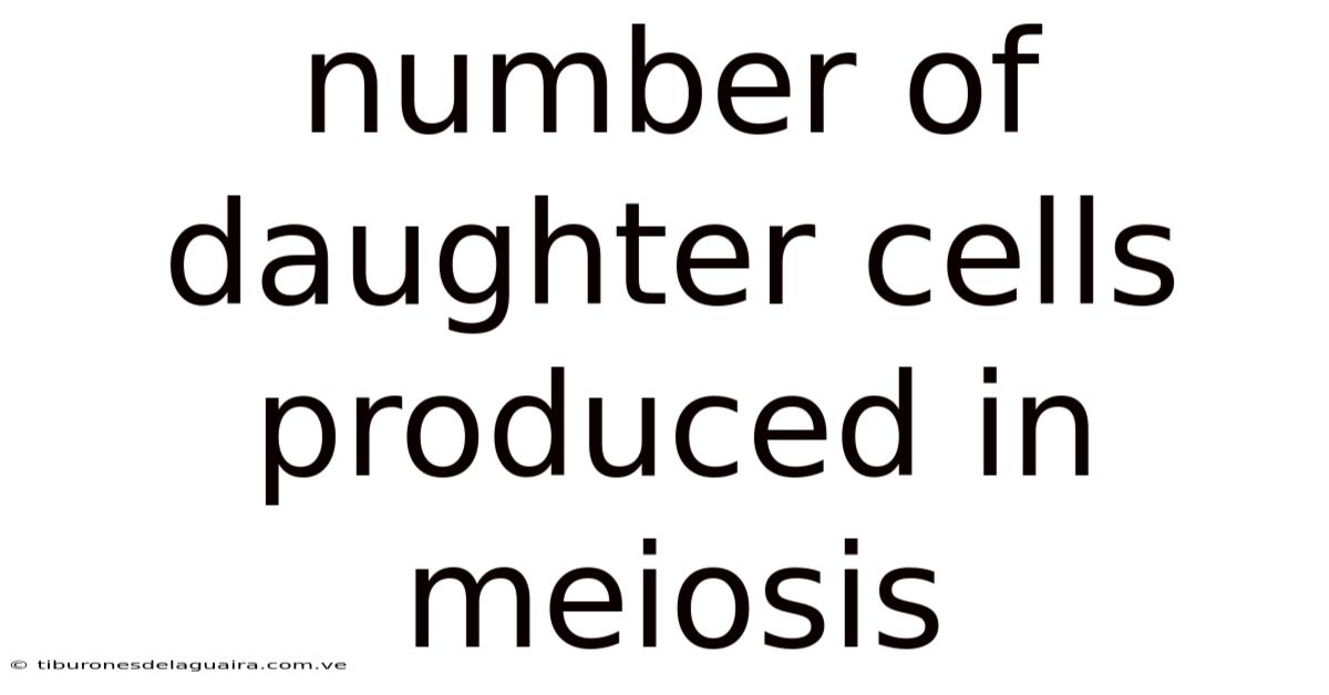 Number Of Daughter Cells Produced In Meiosis