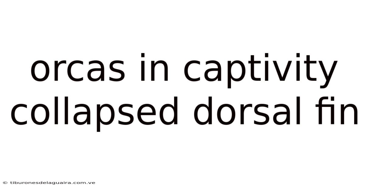 Orcas In Captivity Collapsed Dorsal Fin