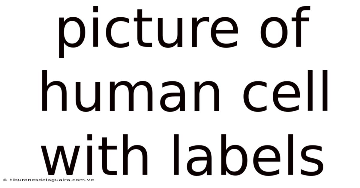 Picture Of Human Cell With Labels