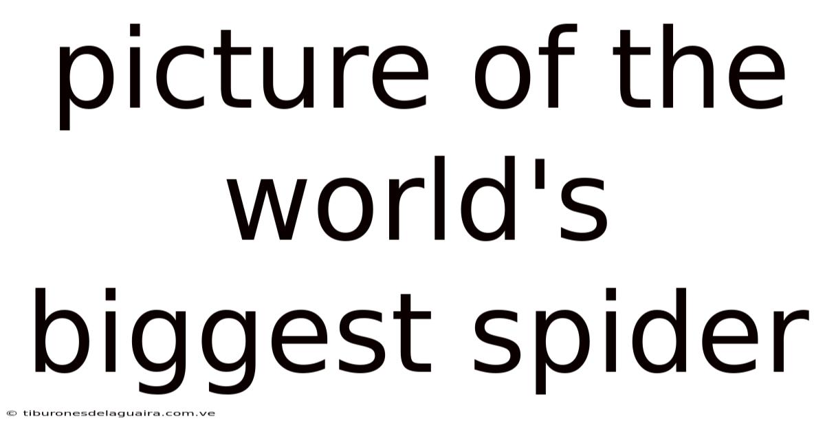 Picture Of The World's Biggest Spider