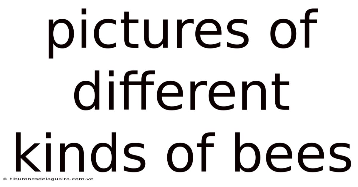 Pictures Of Different Kinds Of Bees