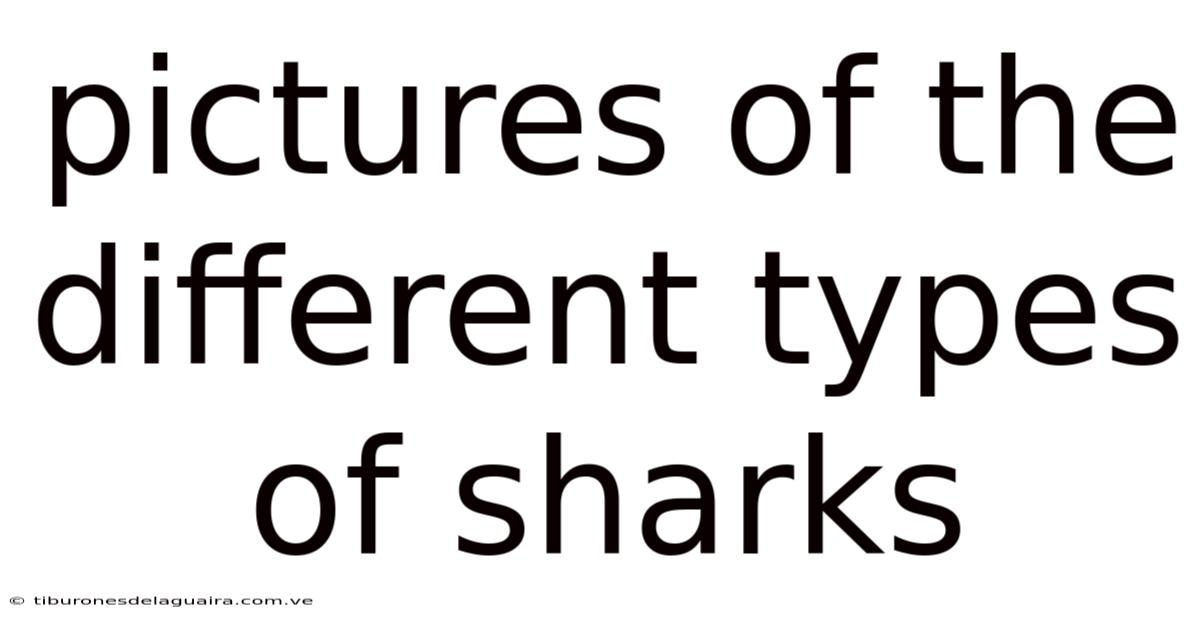 Pictures Of The Different Types Of Sharks