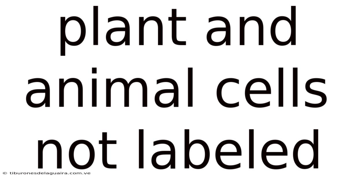 Plant And Animal Cells Not Labeled