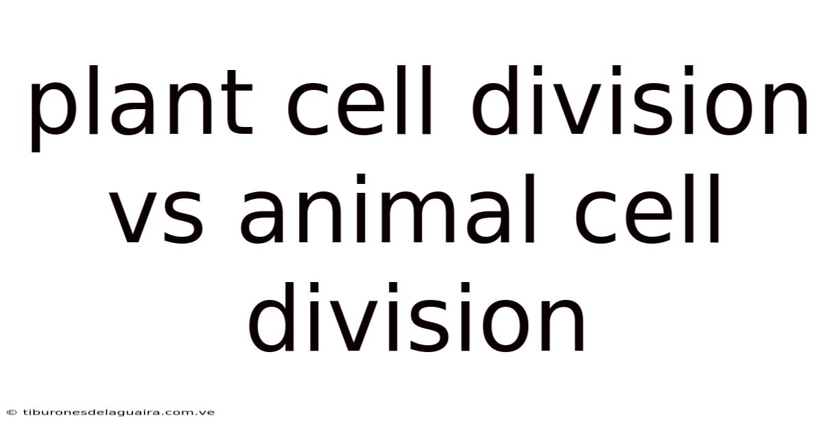 Plant Cell Division Vs Animal Cell Division