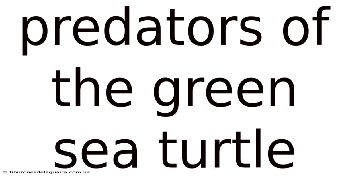 Predators Of The Green Sea Turtle