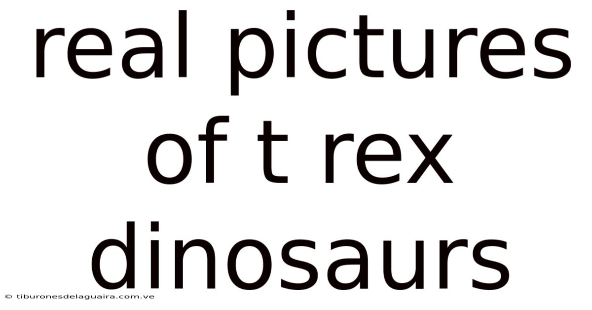 Real Pictures Of T Rex Dinosaurs