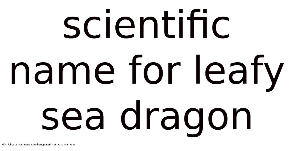 Scientific Name For Leafy Sea Dragon