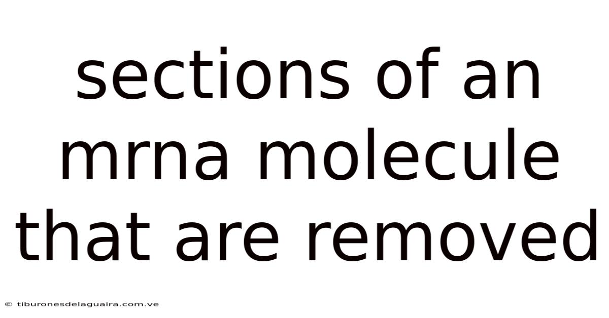 Sections Of An Mrna Molecule That Are Removed