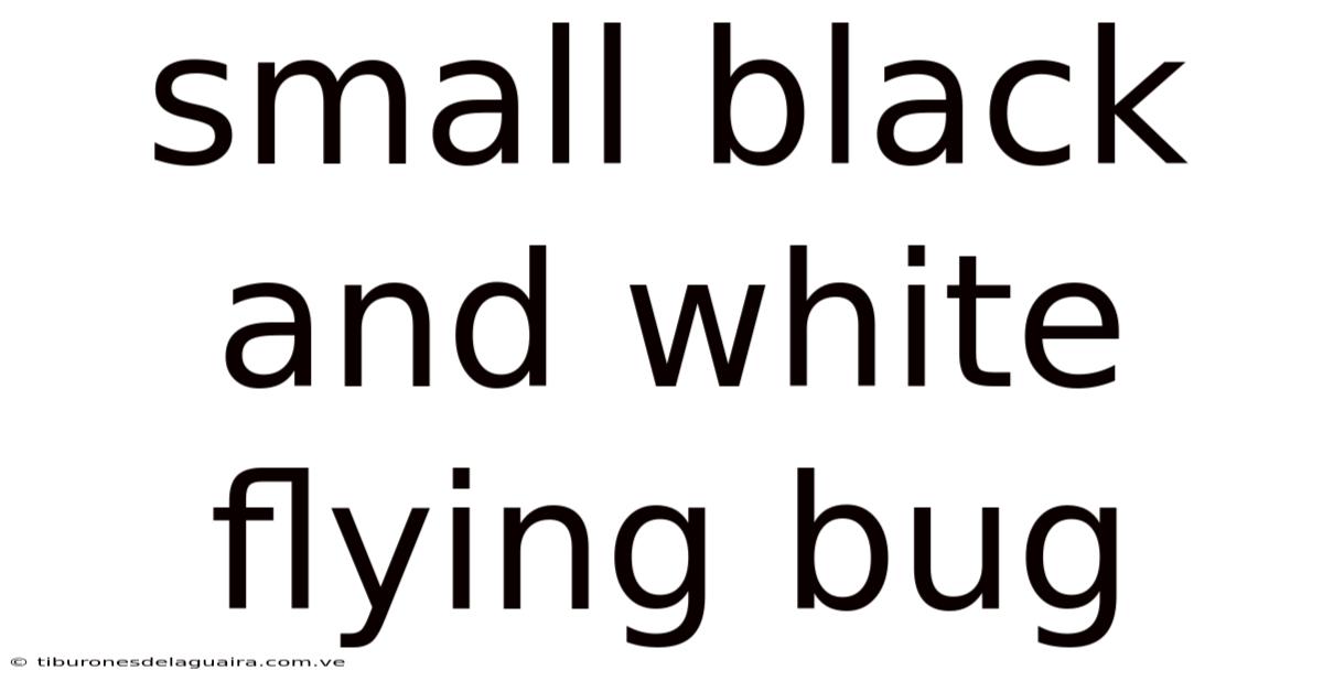 Small Black And White Flying Bug