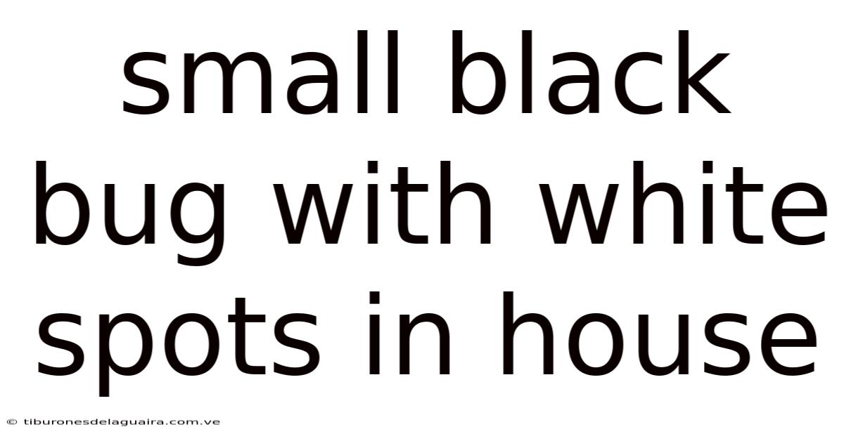 Small Black Bug With White Spots In House