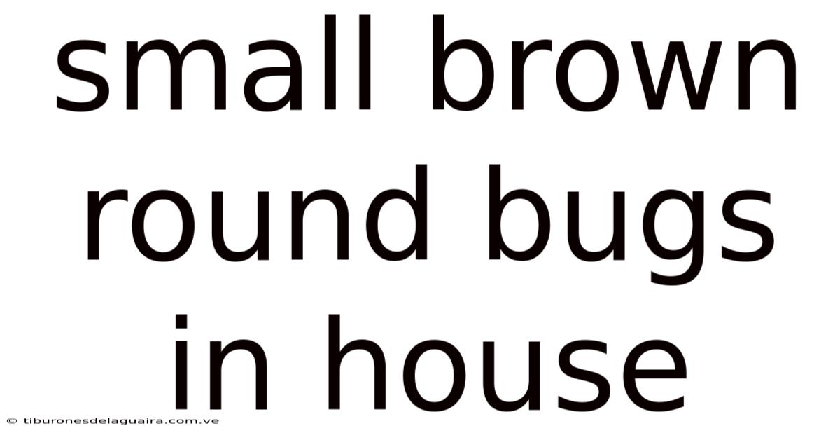 Small Brown Round Bugs In House