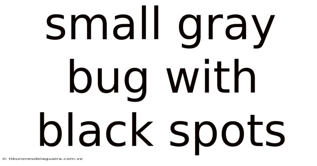 Small Gray Bug With Black Spots