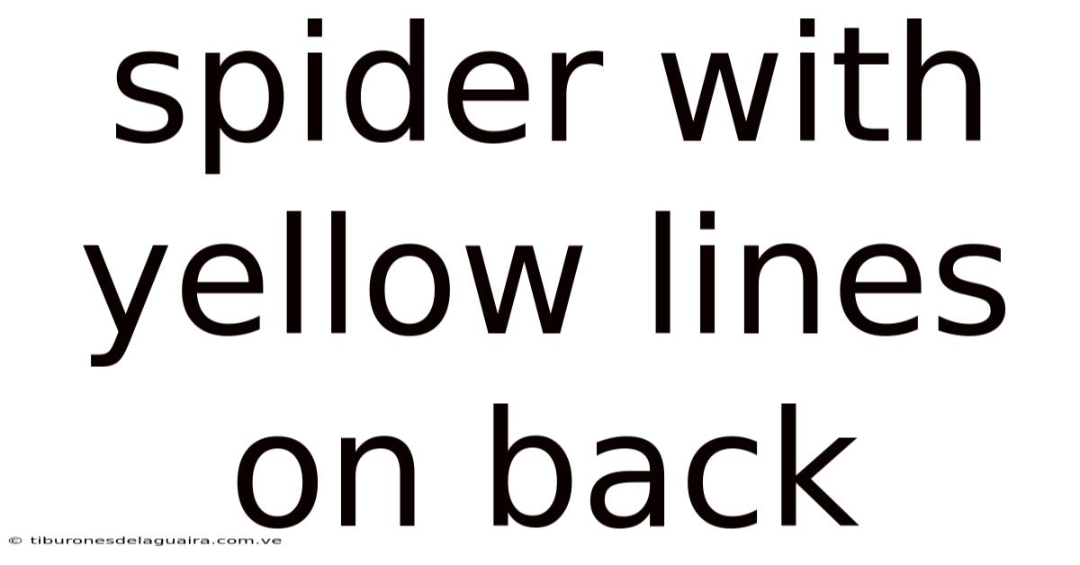 Spider With Yellow Lines On Back