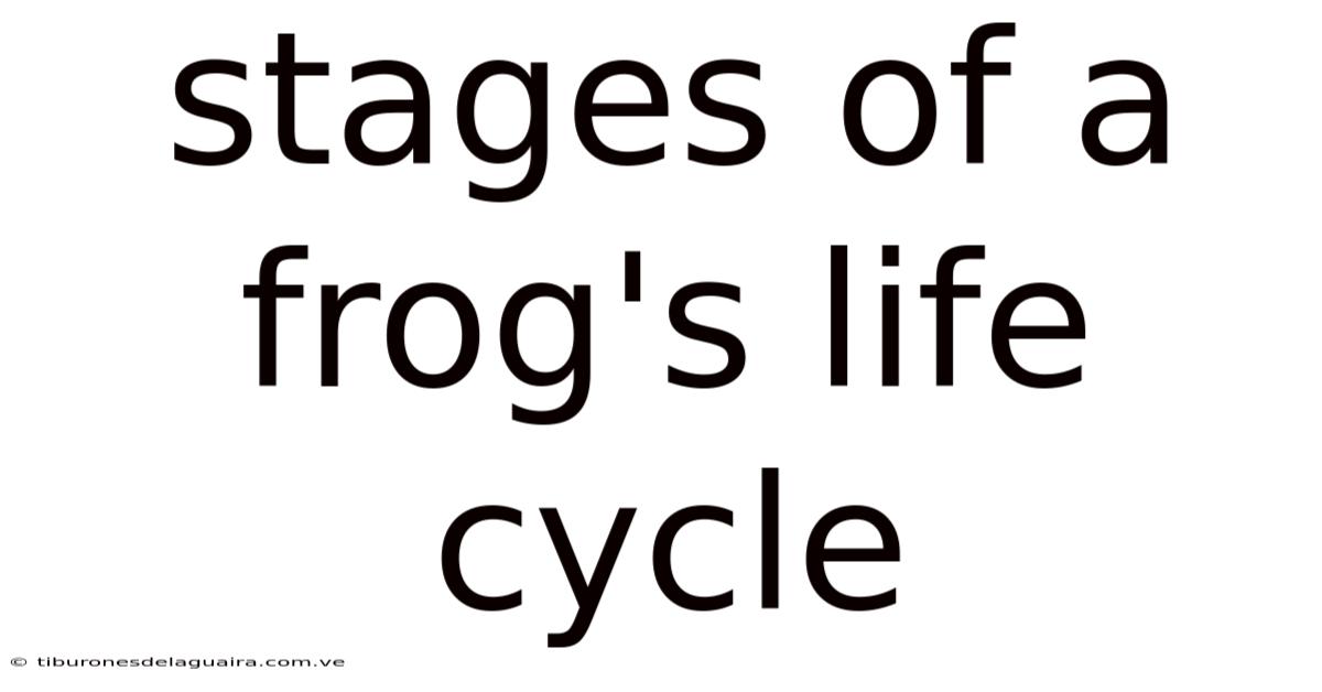 Stages Of A Frog's Life Cycle