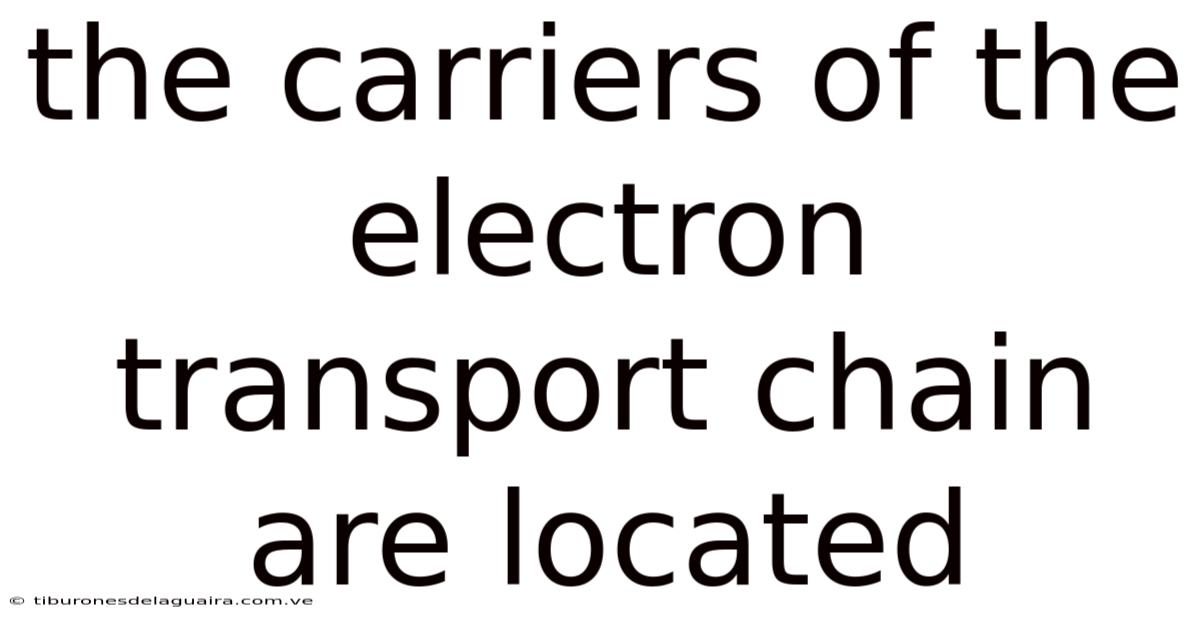 The Carriers Of The Electron Transport Chain Are Located
