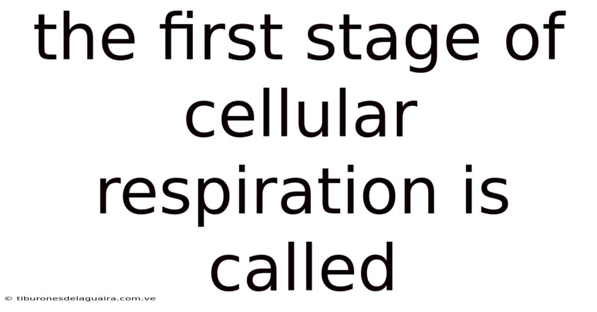 The First Stage Of Cellular Respiration Is Called