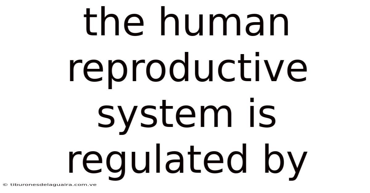 The Human Reproductive System Is Regulated By