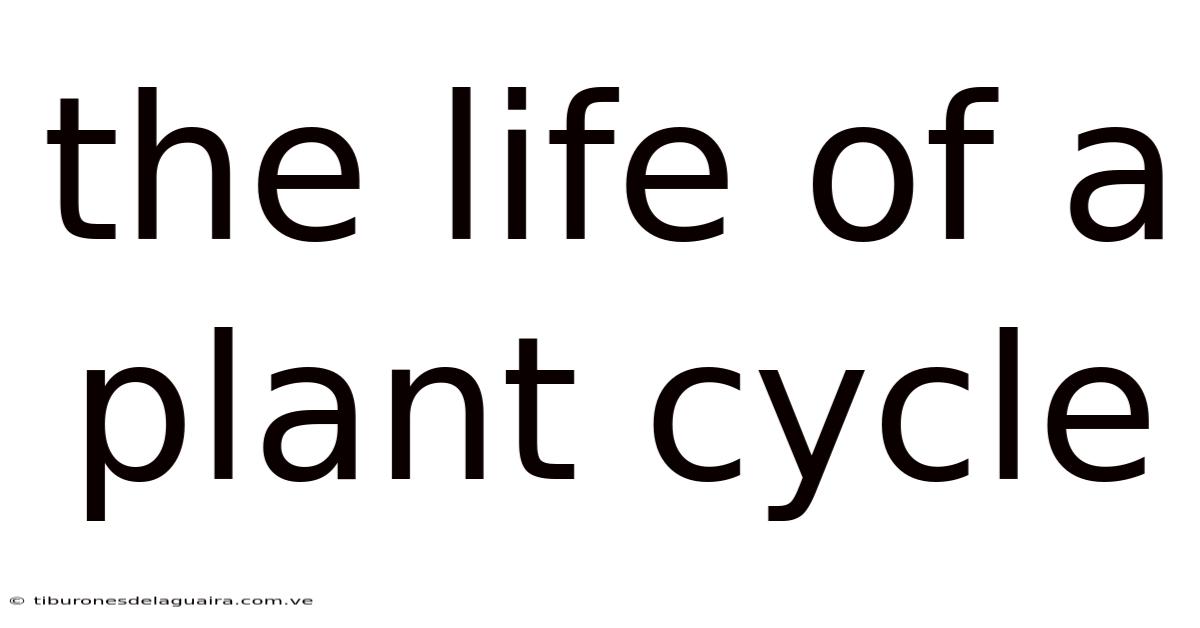 The Life Of A Plant Cycle