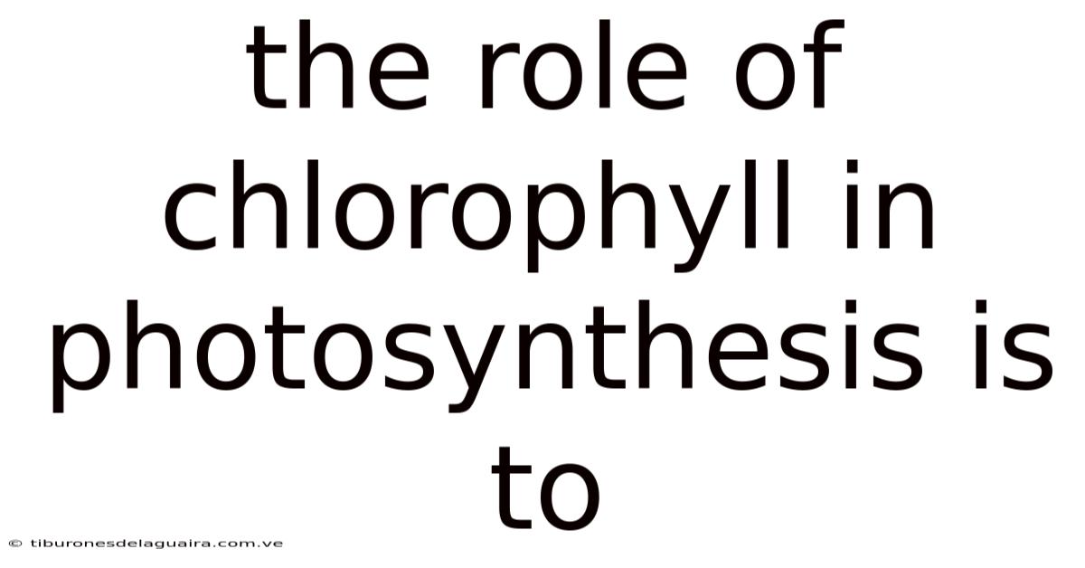 The Role Of Chlorophyll In Photosynthesis Is To