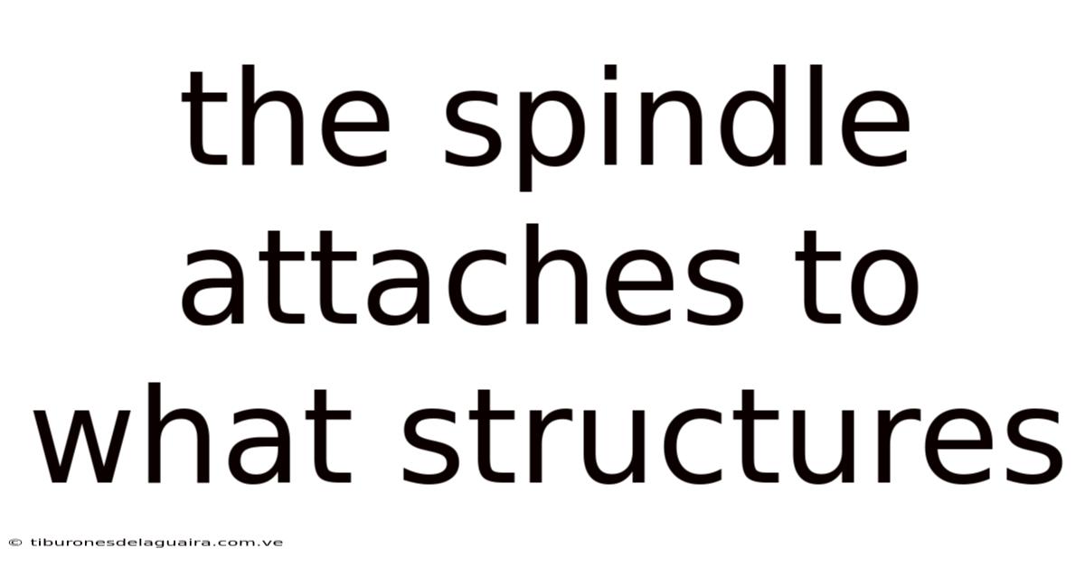 The Spindle Attaches To What Structures