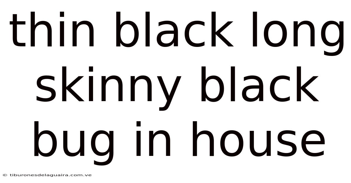 Thin Black Long Skinny Black Bug In House