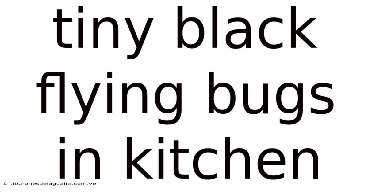 Tiny Black Flying Bugs In Kitchen