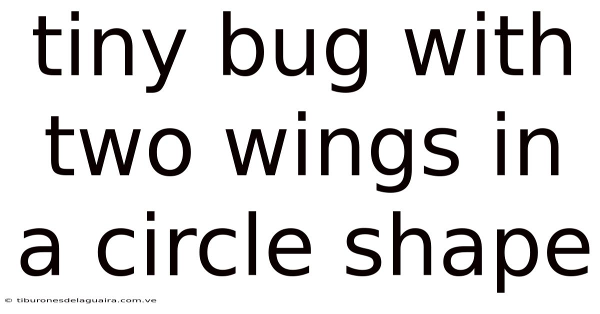 Tiny Bug With Two Wings In A Circle Shape