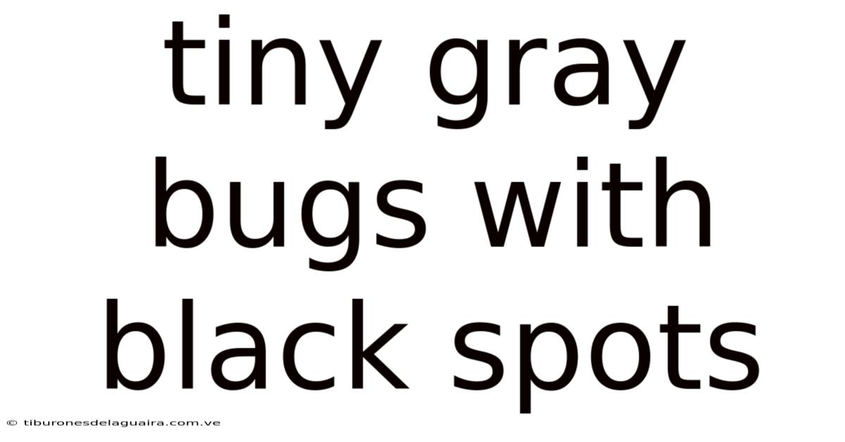 Tiny Gray Bugs With Black Spots