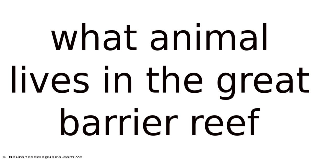 What Animal Lives In The Great Barrier Reef