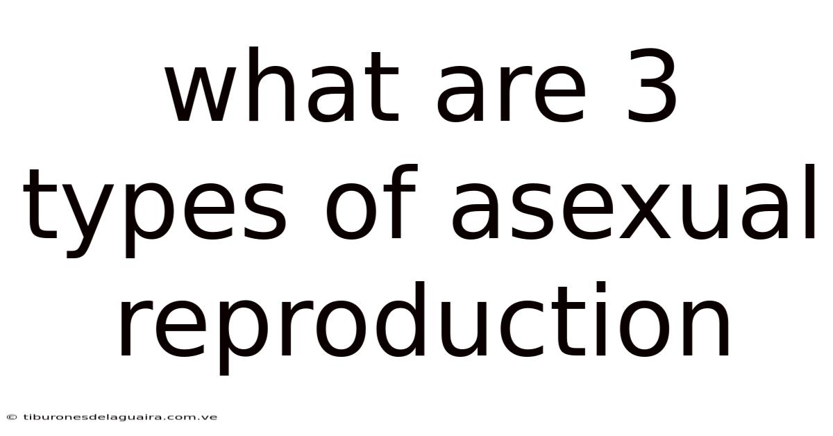 What Are 3 Types Of Asexual Reproduction