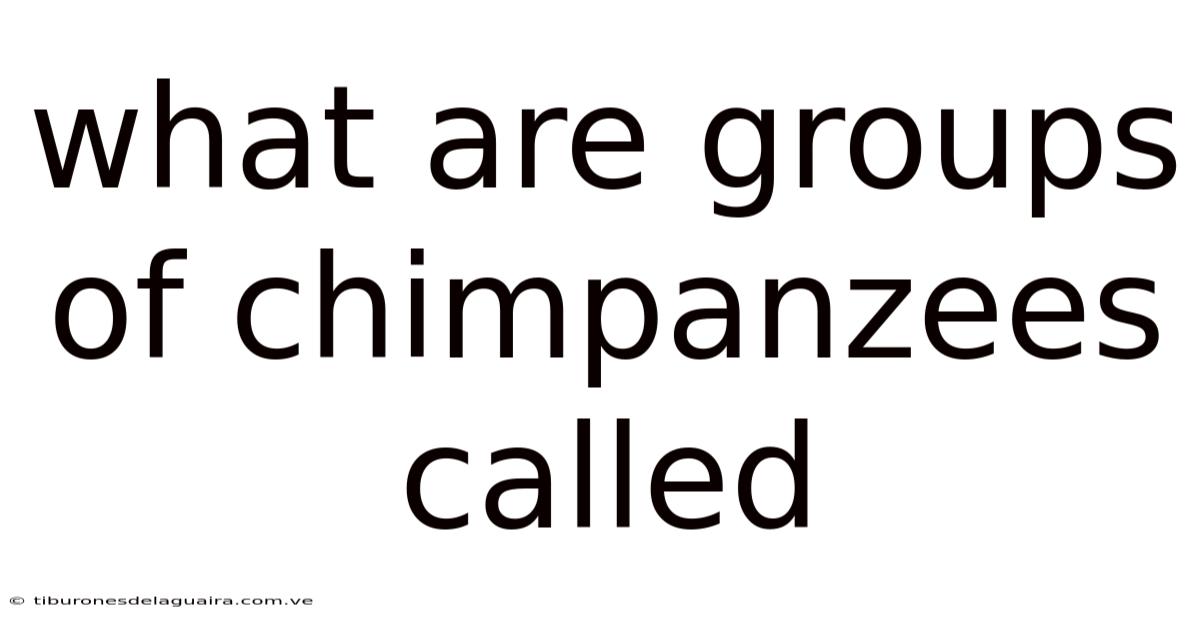 What Are Groups Of Chimpanzees Called