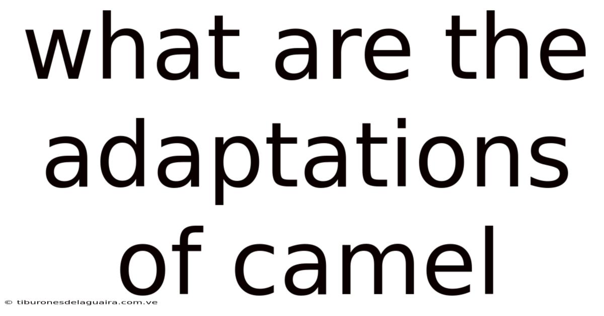 What Are The Adaptations Of Camel