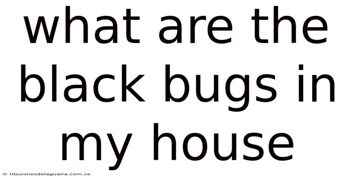 What Are The Black Bugs In My House