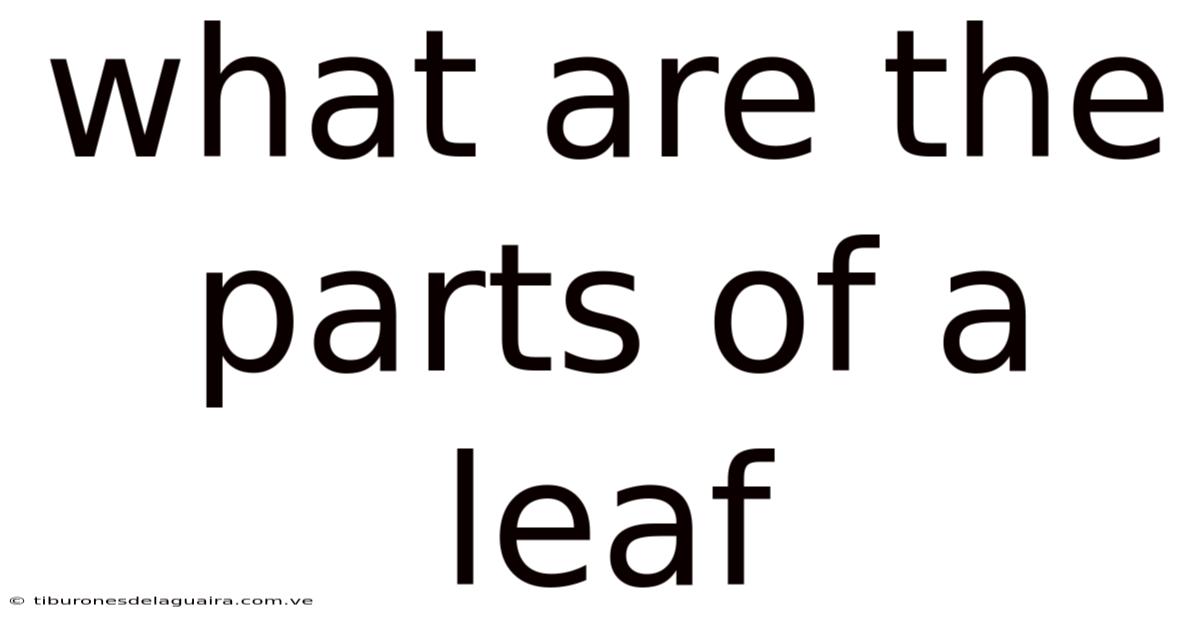 What Are The Parts Of A Leaf