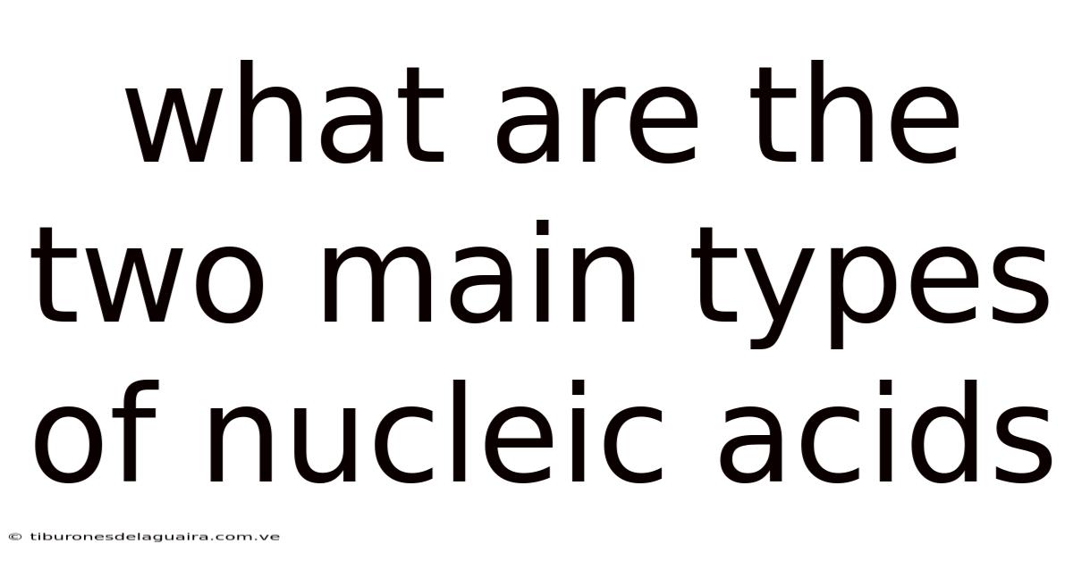 What Are The Two Main Types Of Nucleic Acids