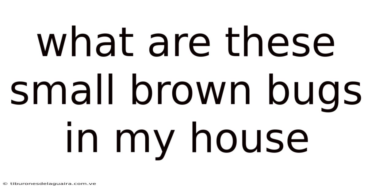 What Are These Small Brown Bugs In My House