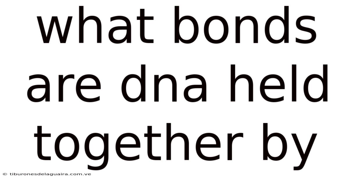 What Bonds Are Dna Held Together By