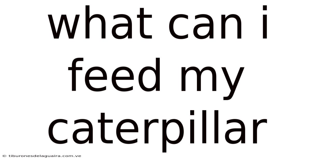 What Can I Feed My Caterpillar