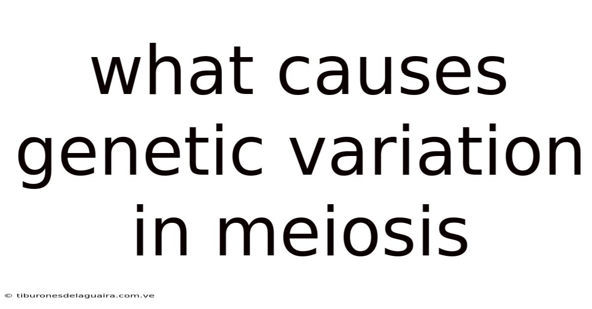 What Causes Genetic Variation In Meiosis
