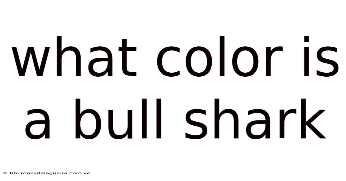 What Color Is A Bull Shark