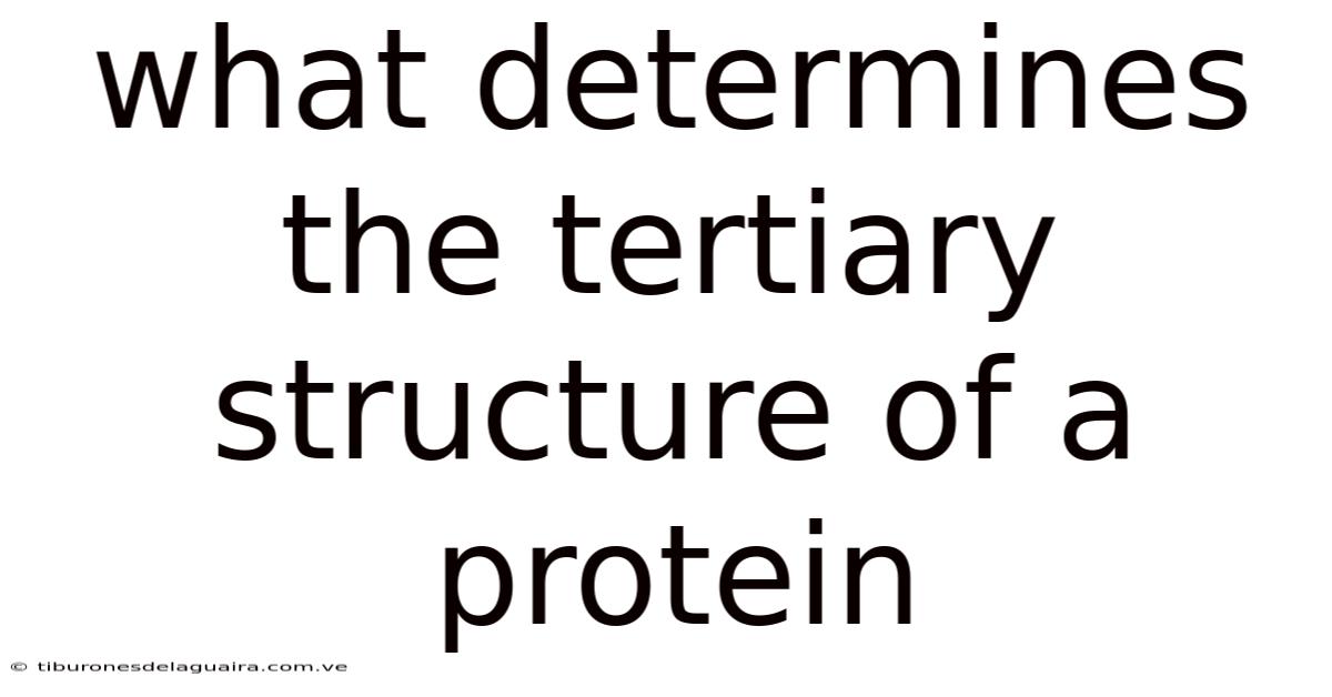 What Determines The Tertiary Structure Of A Protein